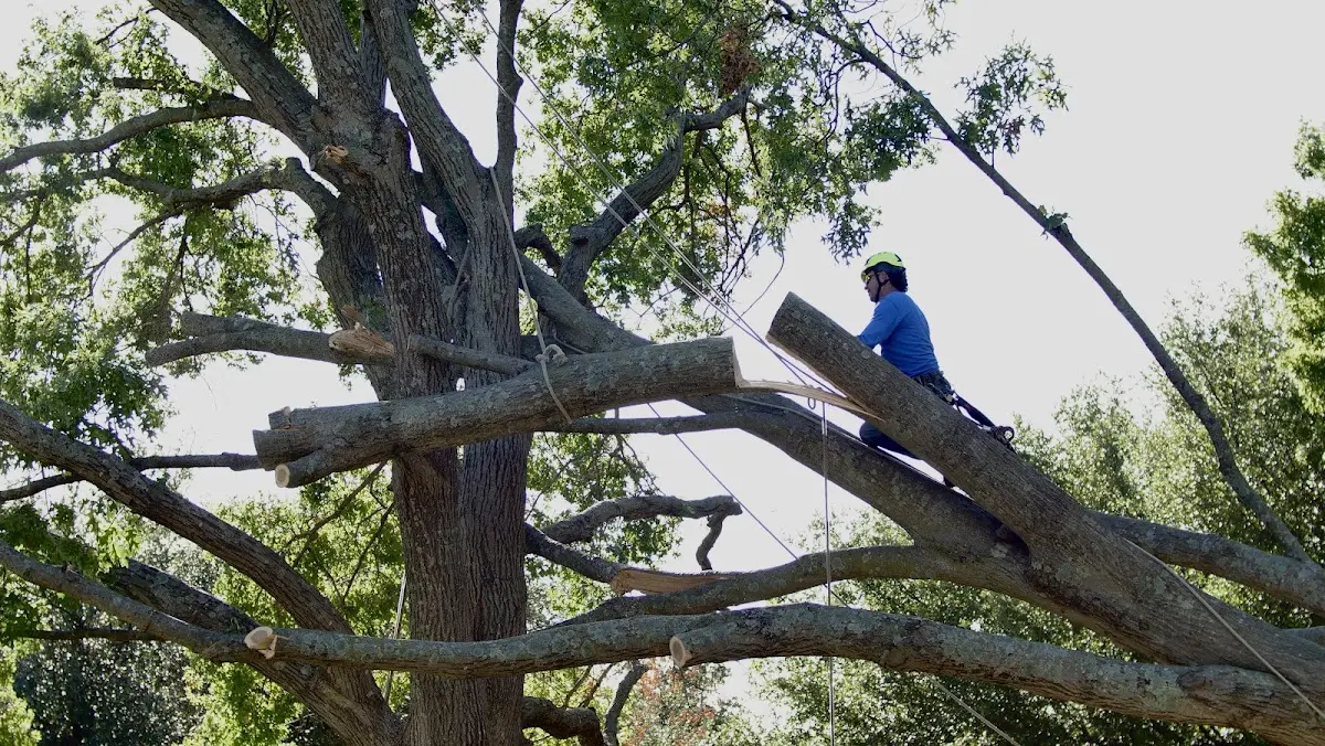 Professional Crown Thinning performed by certified arborists in Lowman