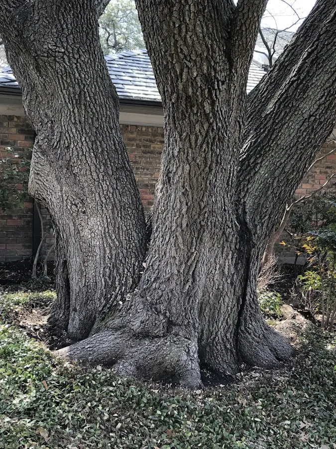 Mature heritage tree close to a Lowman property cared for by certified arborists